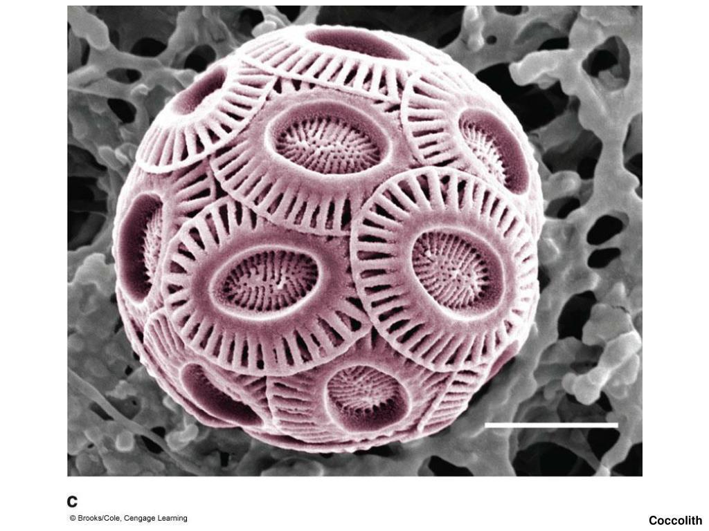 Мел под микроскопом. Emiliania huxleyi. Кокколитофориды строение. Фитопланктон кокколитофориды. Кокколитофорида Emiliania huxleyi.
