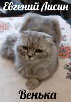 Обложка произведения Венька