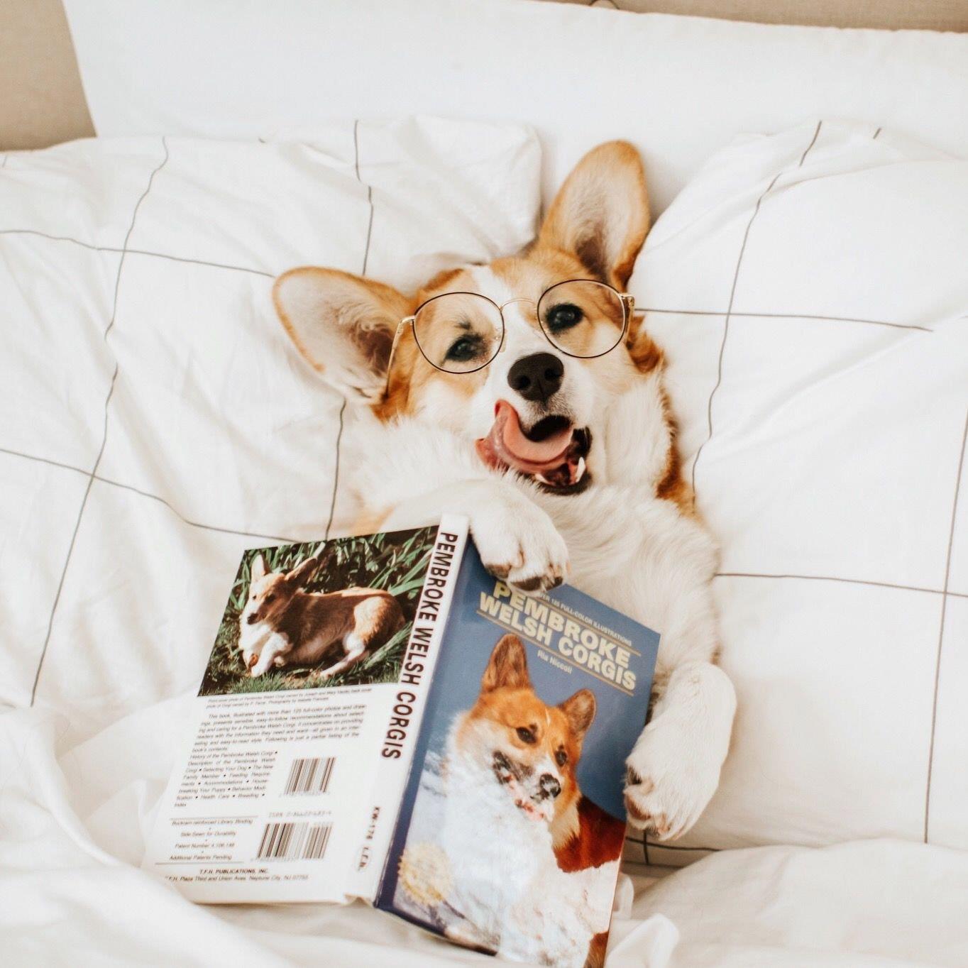 корги с просторов интернета. для настроения