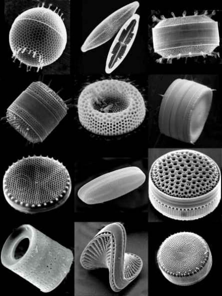 Диатомовые водоросли микроскоп. Скелеты диатомовых водорослей. Пресноводные диатомовые водоросли. Диатомовые одноклеточные водоросли.