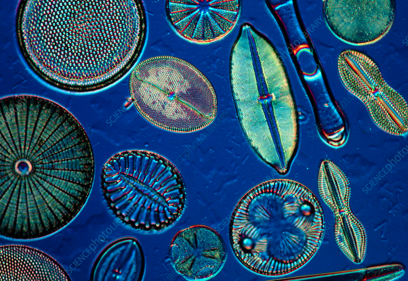Бурые диатомовые водоросли. Диатомовые водоросли микроскоп. Морские диатомовые водоросли. Фитопланктон диатомовые водоросли. Bacillariophyta диатомовые водоросли.