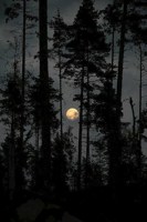 Обложка произведения История елового леса