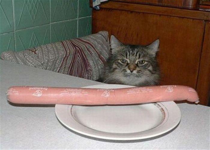 Кот с колбасой мем