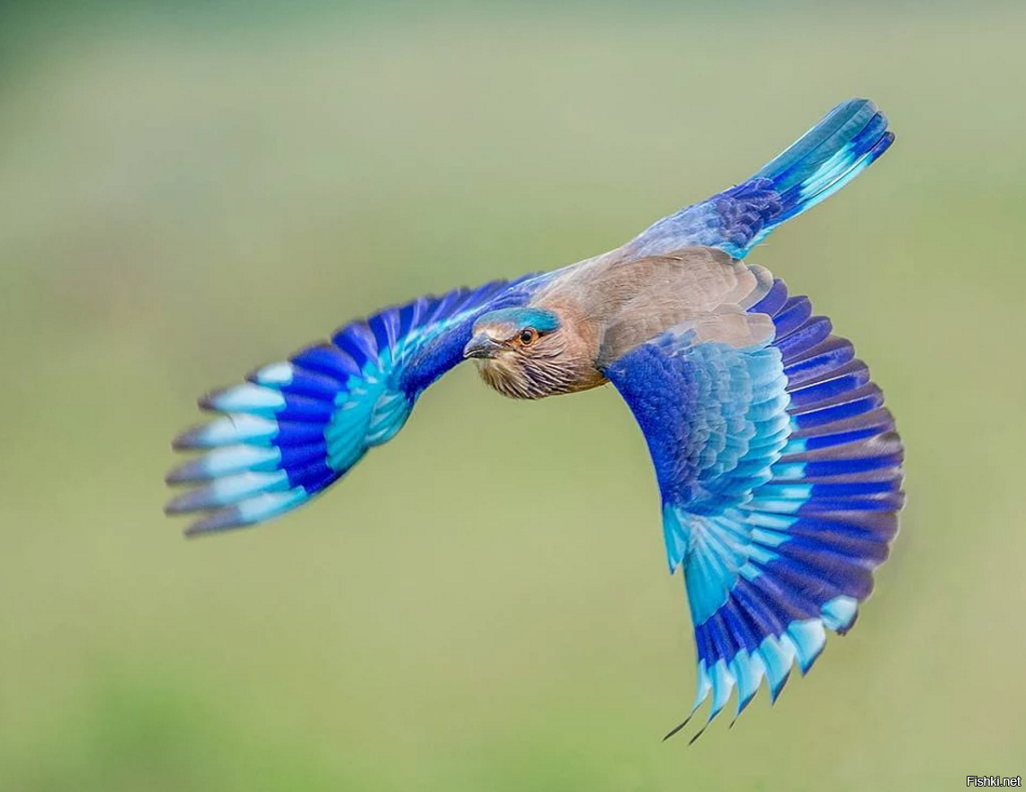 Летящие красивые птицы летящие. Голубая кустарниковая Сойка. Сойка сизоворонка. Сиреневогрудая сизоворонка. Колибри Шри Ланка.