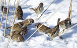 Обложка произведения Стих