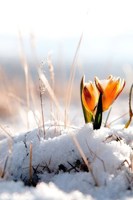 Обложка произведения Весна спешит, весне дорогу!