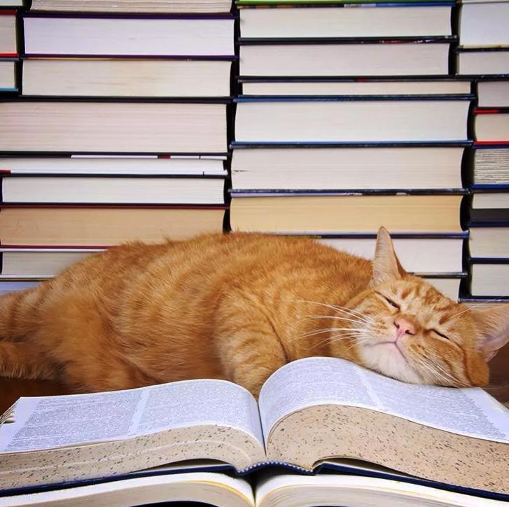 Котэ учит. Книги про кошек. Кот с книгой. Книга котик. Кот с книжкой.