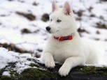 Обложка произведения Фуфыш, пёс Ильи