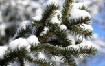 Обложка произведения Серебряная ёлочка