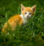 Обложка произведения Кот Васька и злой хозяин