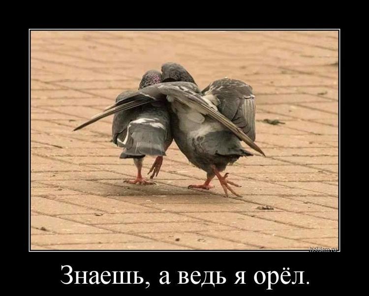 Прикольные демотиваторы. А знаете, ведь люди умирают… и даже те, в которых жизни суть,. Ну ты дебил. Булгур мем голубь. Но но я же мем.