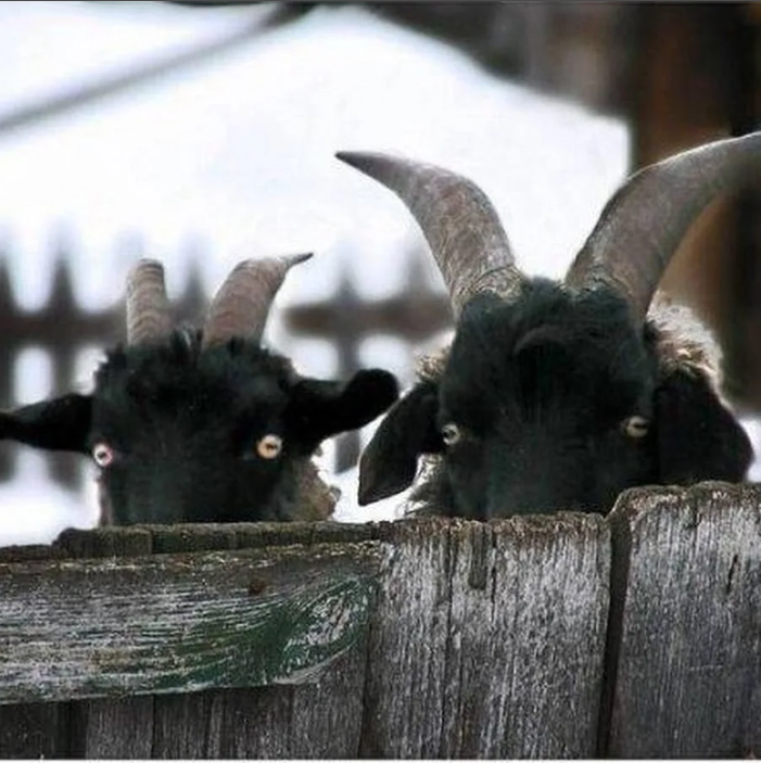 Кто то и большой наблюдает за тобой. Три козла. Они козлы. Черный козел. Козлы следят за вами.
