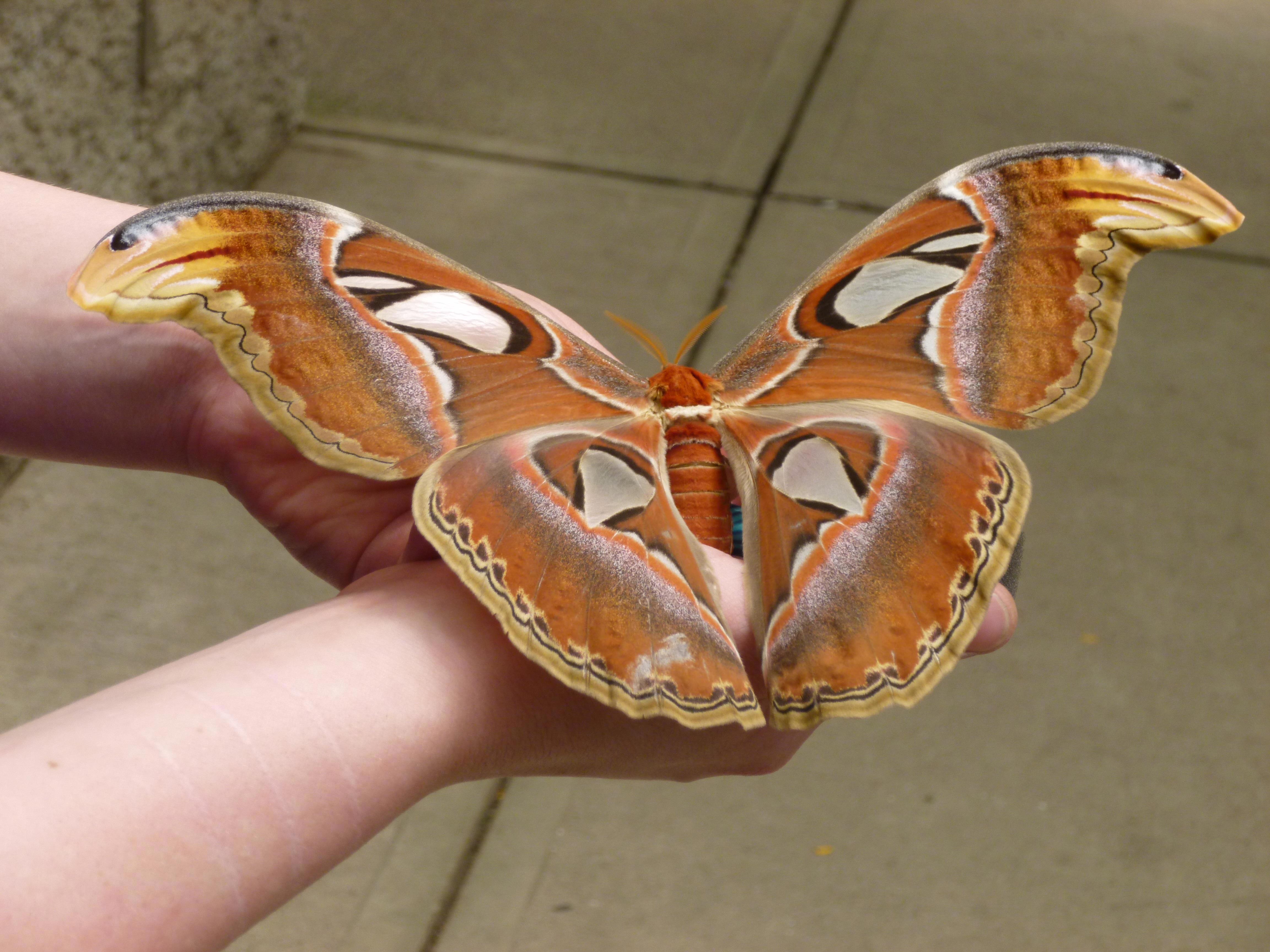 Крупные бабочки фото. Павлиноглазка атлас Attacus Atlas.