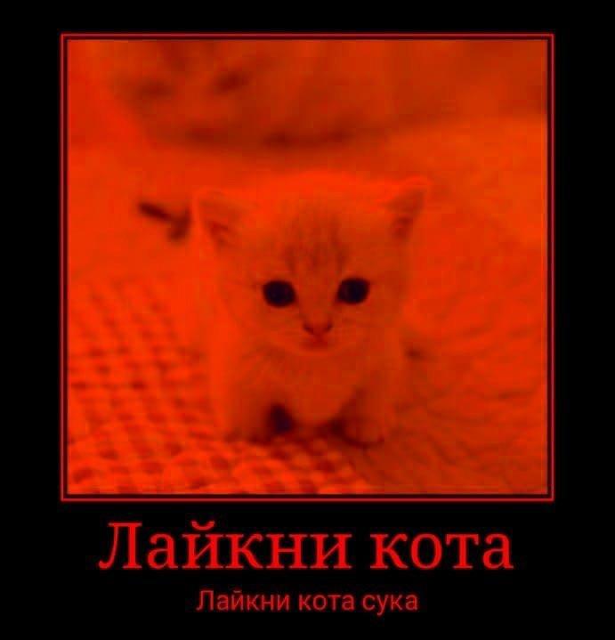 Фото Кота Лайка