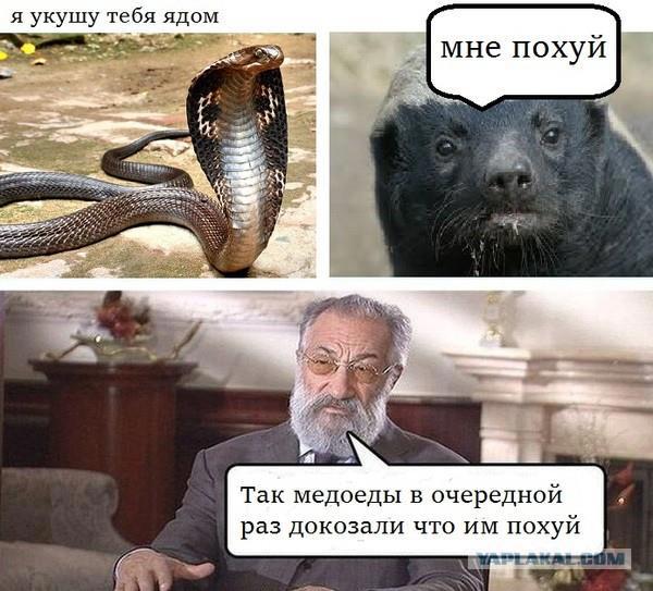 Дайте мне яду мем Животные. Демотиваторы / Константин Исмаев