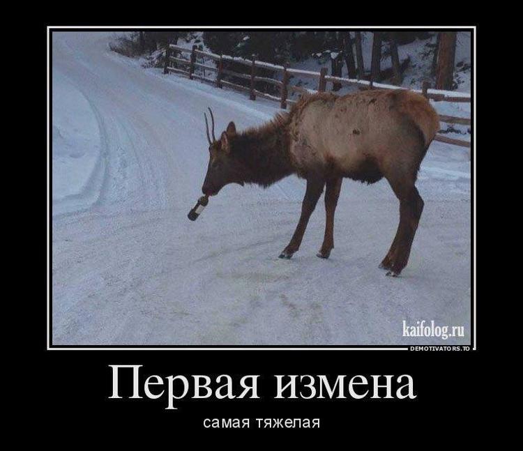 мемы с волками. если вас предал друг расстаньтесь с ним или смиритесь. первое предательство. афоризмы про хитрость. предавший один раз предаст и второй.