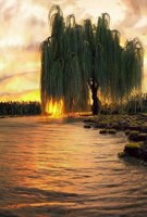 Обложка произведения Ты вновь вернулся к иве