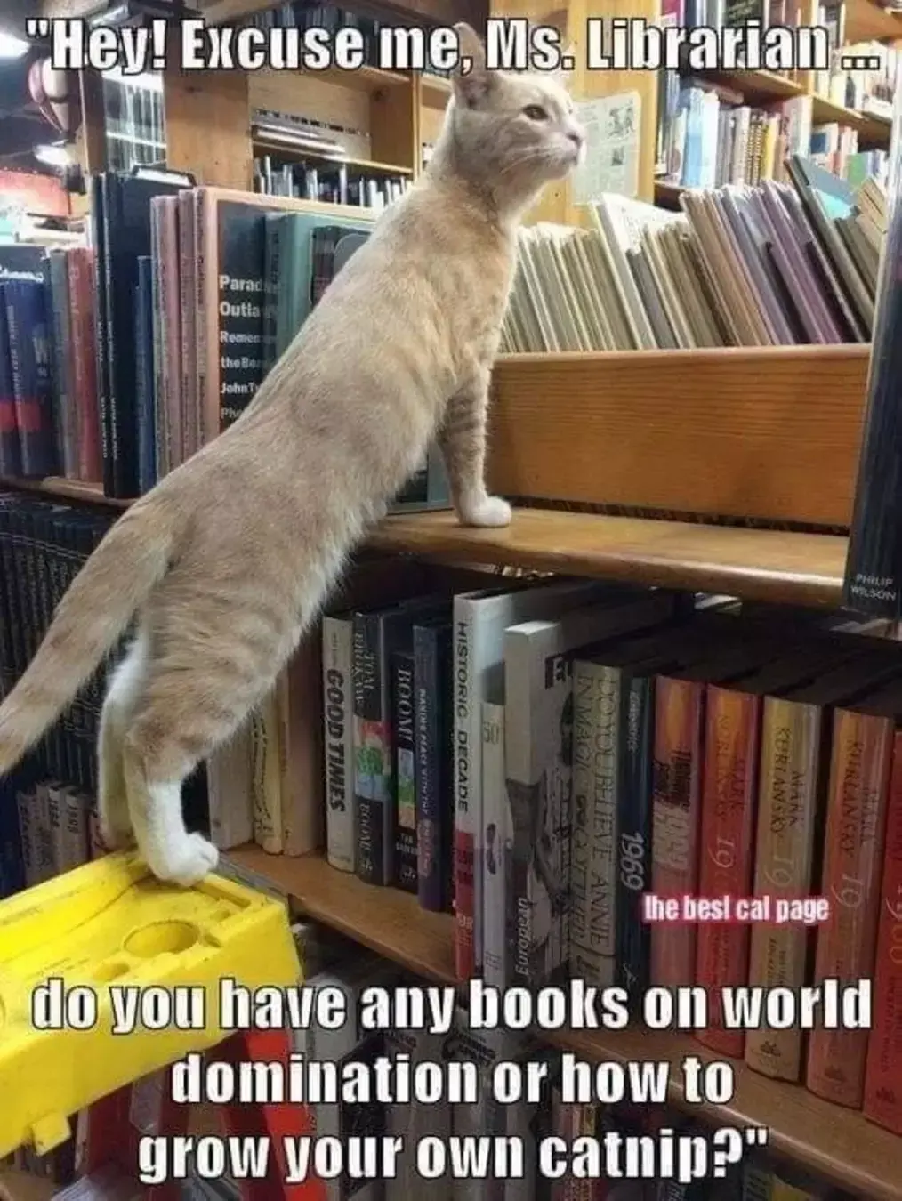 This book is funny. Коты в библиотеке. Кот с книгой. Кошка в библиотеке.