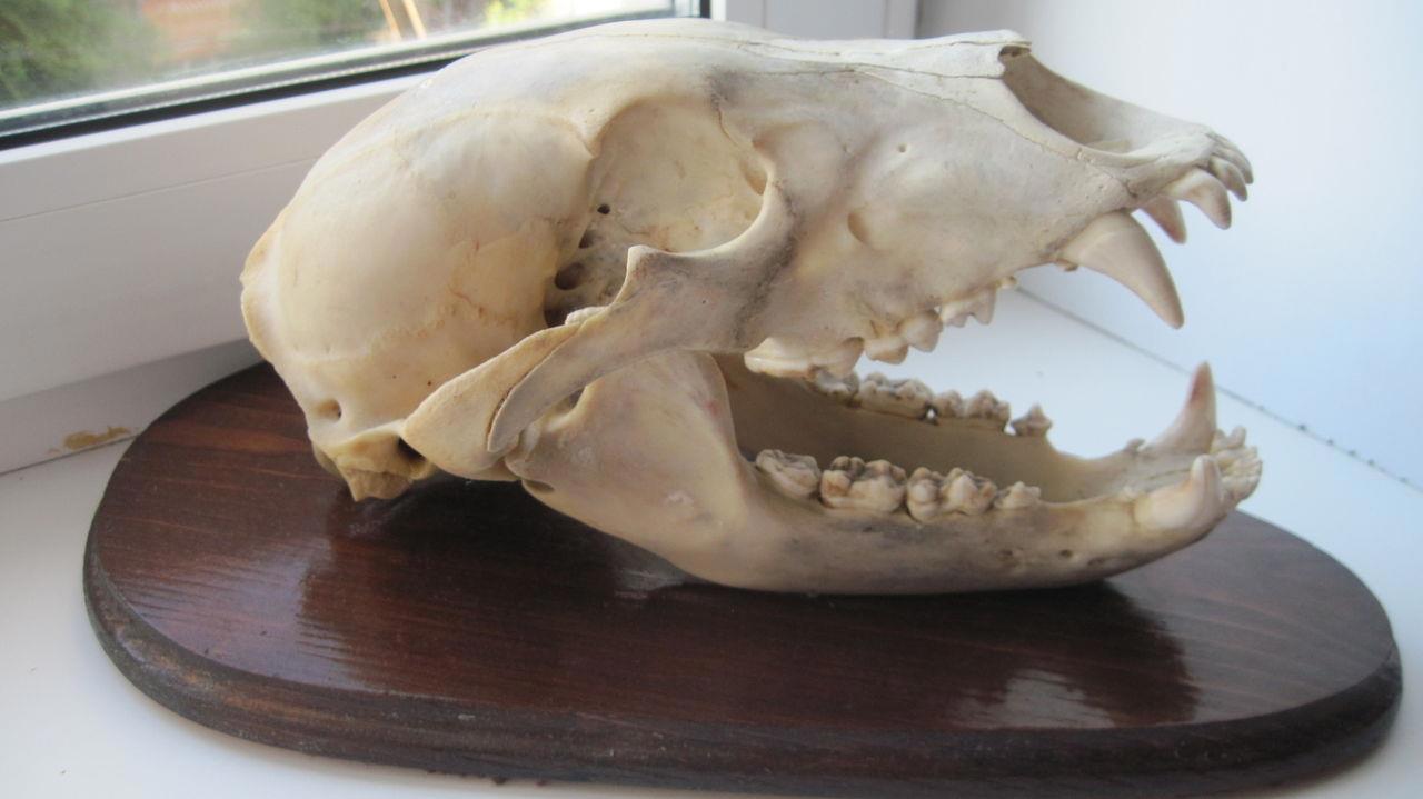 Если у животного имеется череп. Строение черепа медведя. Череп медведя анатомия.