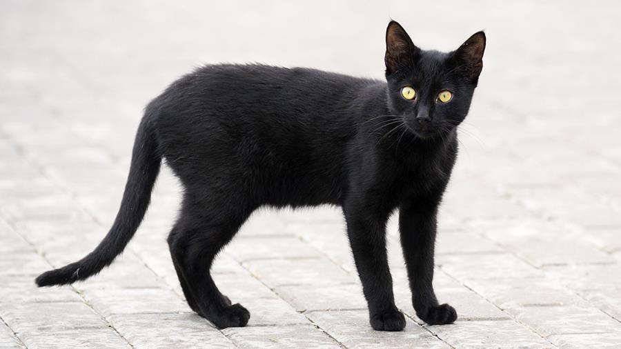 Черный кот белоруссия