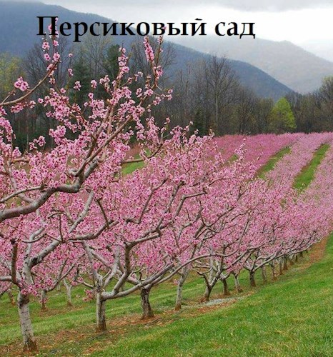 Обложка произведения Персиковый сад