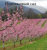 Обложка произведения Персиковый сад