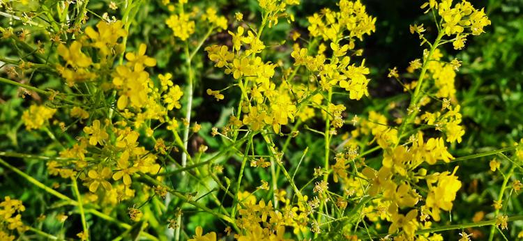 Raphanus raphanistrum - Image of an specimen - Plantarium
