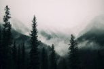 Обложка произведения Лисунова порода