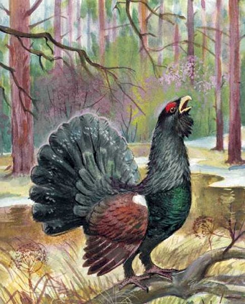 Иллюстрация