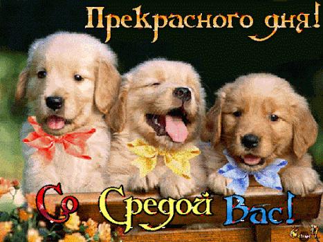 #поздравления #открытки en 2025 Humour, Animaux, Citation