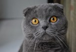 Обложка произведения Награда