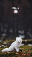 Обложка произведения Песец