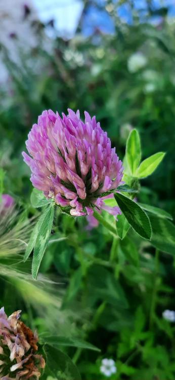 Flowers, Clover flower, Flower petals