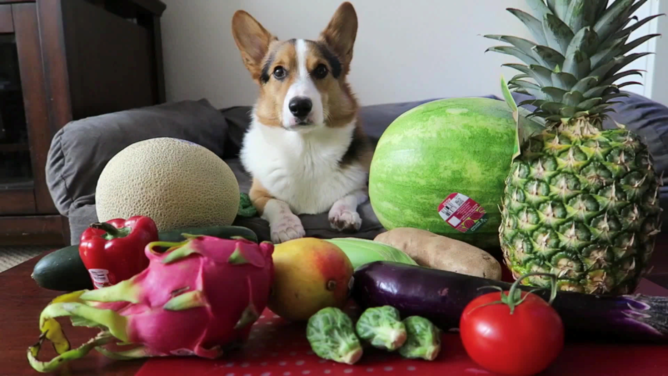 Дыня собакам. Овощи для собак. Фрукты и овощи для собак. Корги. Фруктовая собачка.