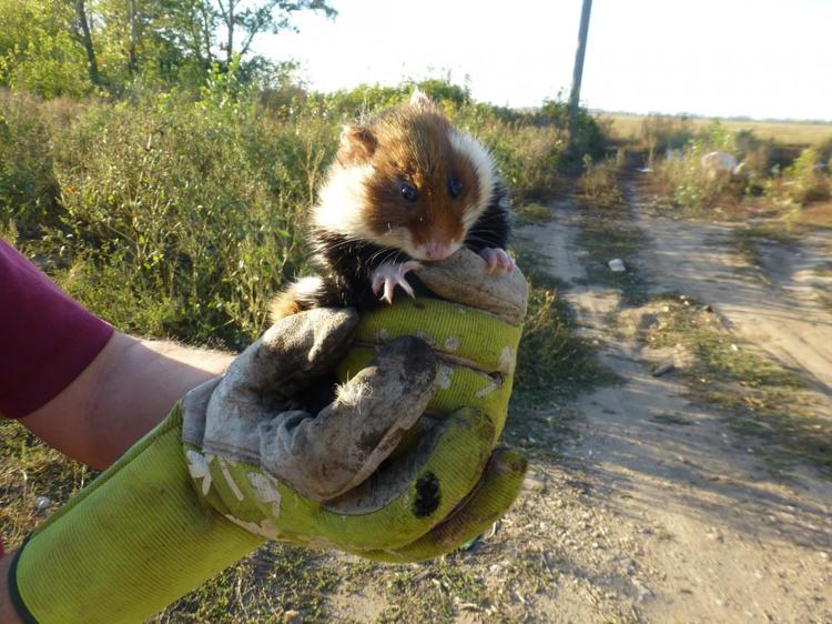 Карабаш хомяк. Хомяк карбыш. Карабаш хомяк. Дикий хомяк карбыш. Дикий лесной хомяк карбыш.