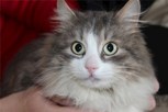 Обложка произведения Кошачья любовь