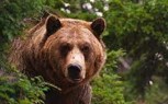 Обложка произведения Медведь