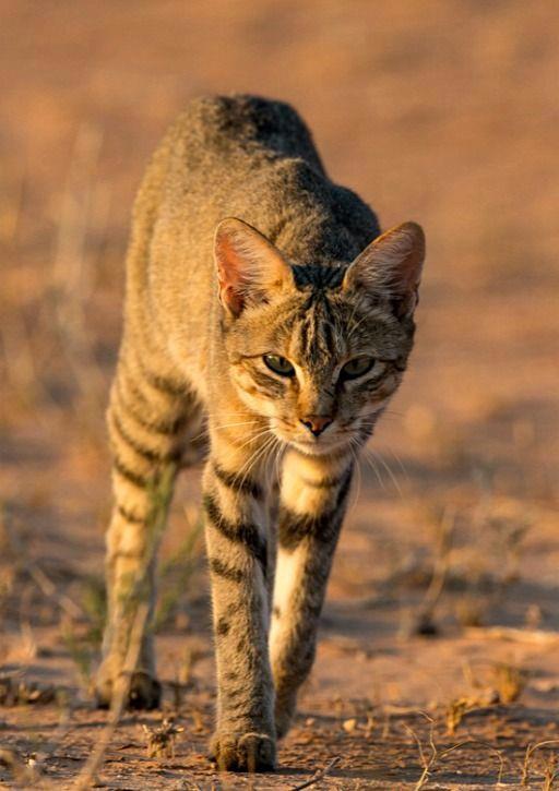 Степной кот