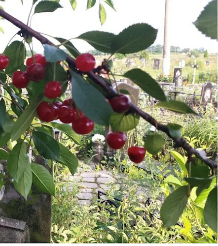 Обложка произведения Кладбищенские вишни