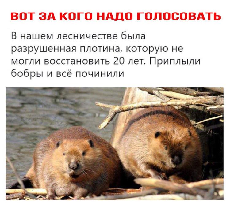 Бобры чинят плотину это деятельность или активность