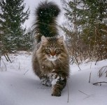 Обложка произведения РОЖДЁННЫЙ В СНЕГАХ