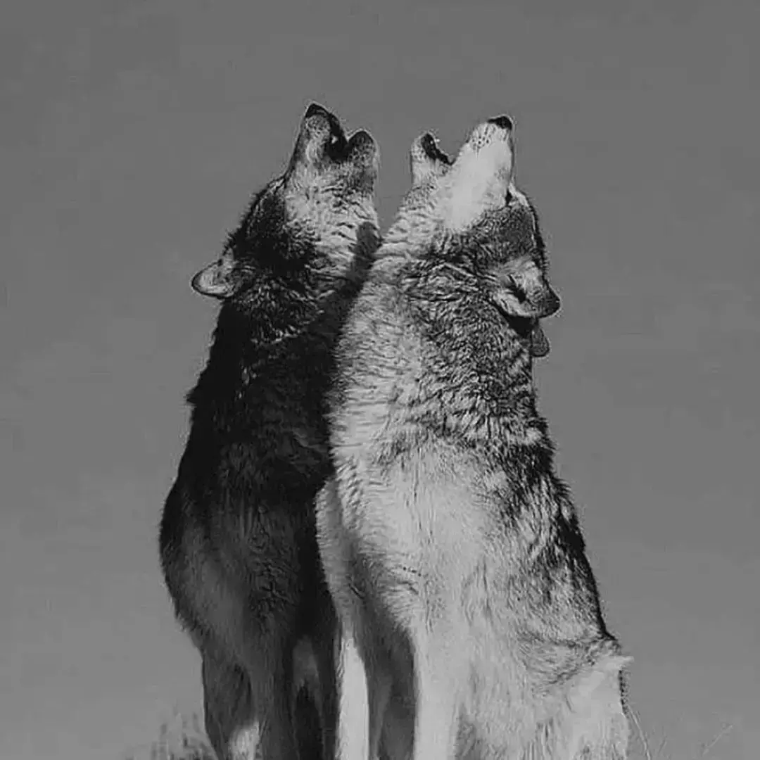 Волчья судьба песни. Судьба волка. Композиция из Волков. Про дружбу с волком смешное. Хаски и волки дзен.