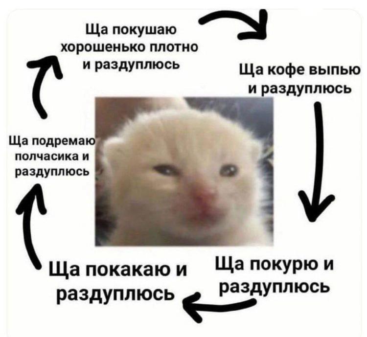 Мем с котом нормально
