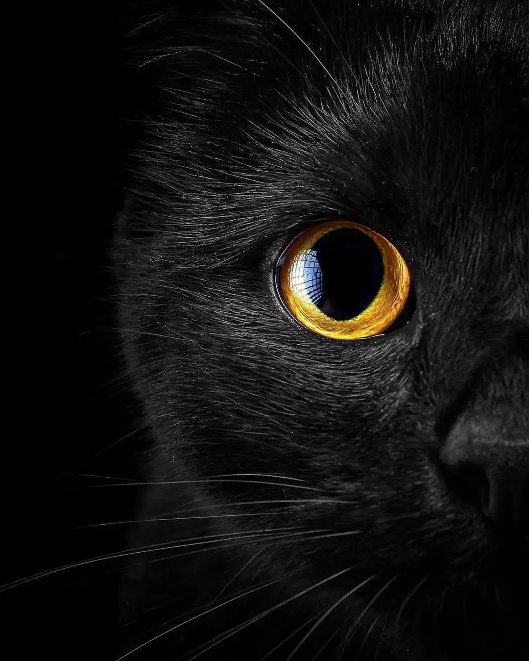 Коты с желтыми глазами