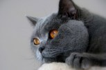 Обложка произведения Кот Димы Рогова