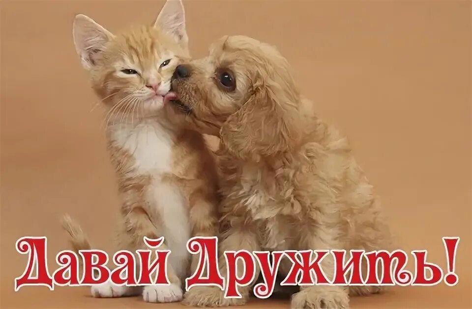 Давай Дружить Фото