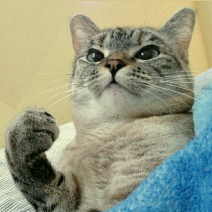 котики в космосе: 11 тыс изображений найдено в Яндекс.Картинках Space cat, Iphon