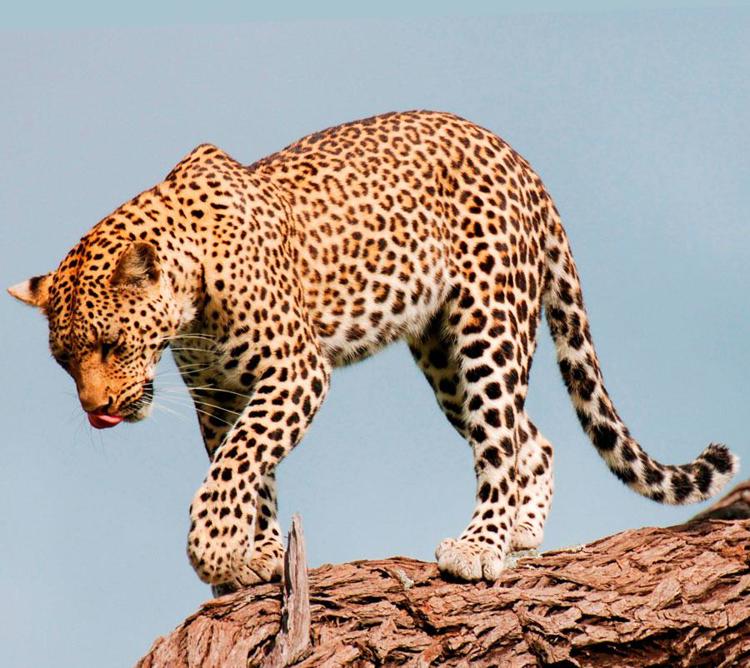 Окрас дальневосточного леопарда. Леопард гепард ягуар. Болотный леопард. Пятнистый леопард. Переднеазиатский леопард.