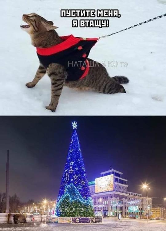 Нового года не будет мем оригинал Кото-стеб / Бродяга