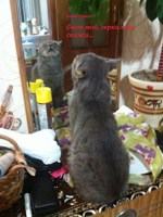 Обложка произведения Свет мой, зеркальце, скажи…